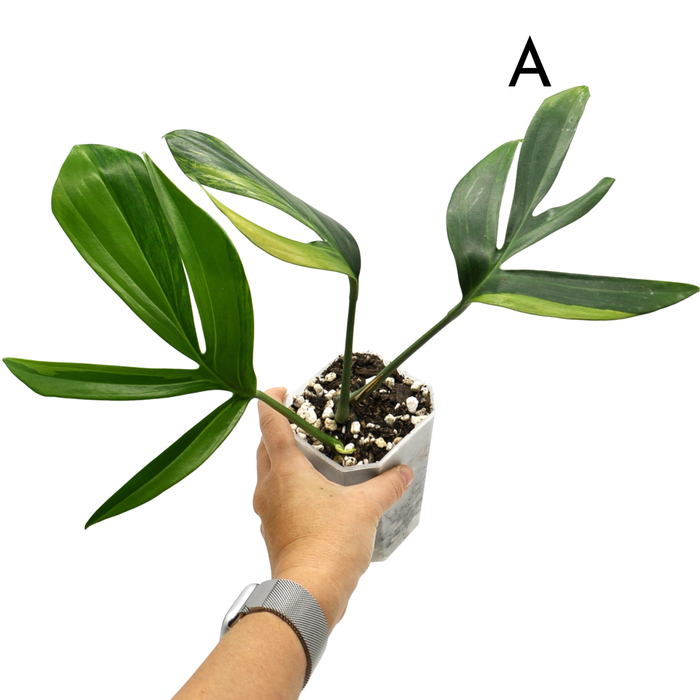Rhaphidophora decursiva 'Aurea'