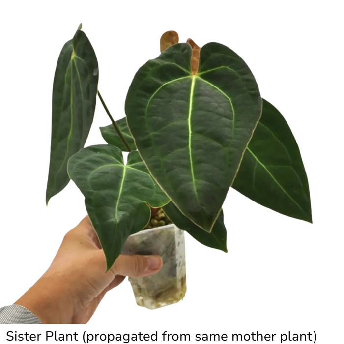 Anthurium magnificum x BHP