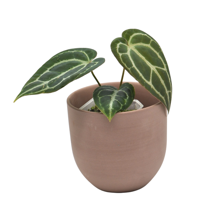 Anthurium NoID x Wild Crystallinum