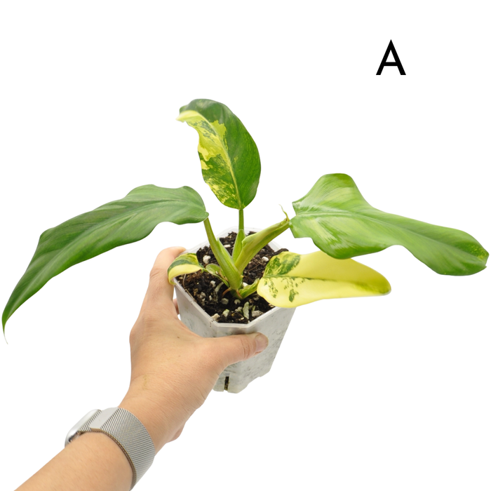 Philodendron Domesticum Variegata