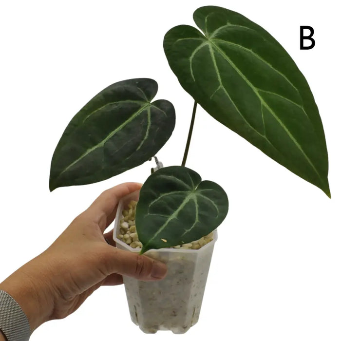 Anthurium papillilaminum x