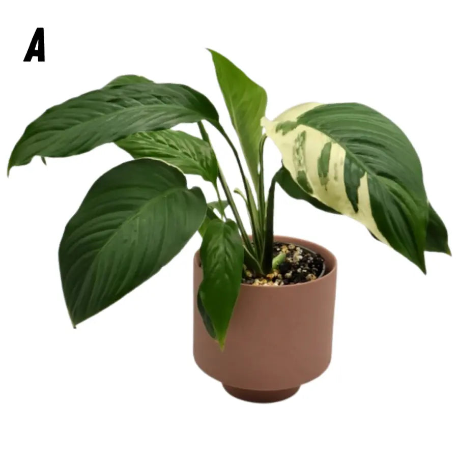 スパティフィラム⭐︎ピカソ スパティフィラム ピカソ