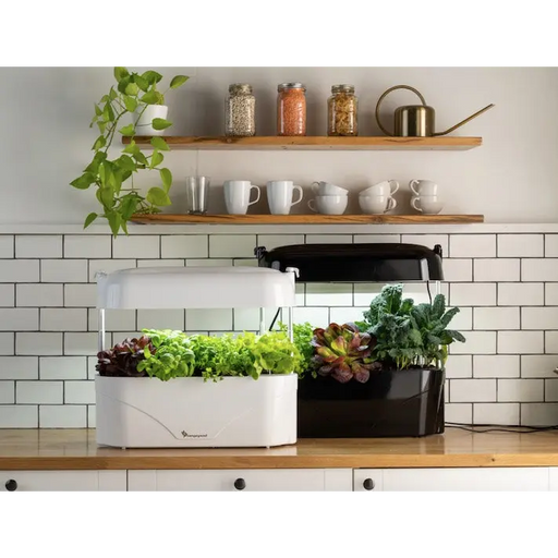 Vegepod Kitchen Garden