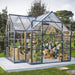 Victory greenhouse interior with tall plants, support beams and bright natural light