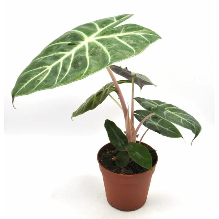 Alocasia Pink Dragon