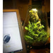 Bioscape 200 rounded  Nano Moss Terrarium (5 litre) with Grow Light