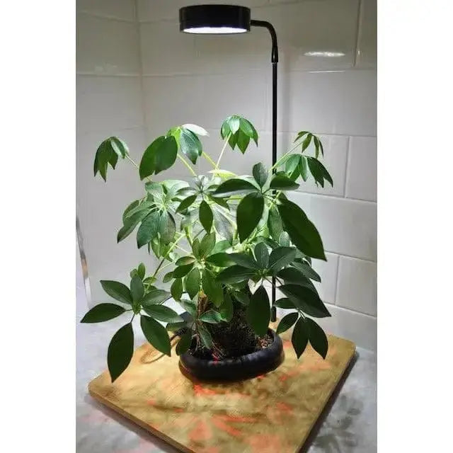 Bioscape 9 w LED Grow Light with stand