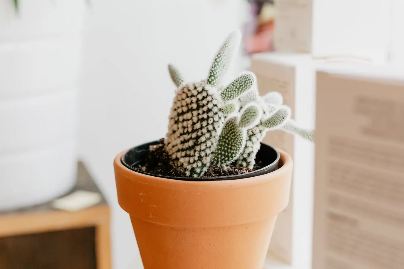 Cactus plant growing in a terracotta pot.