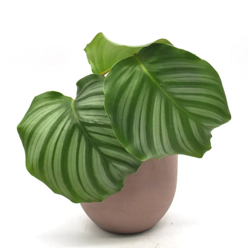 Calathea Orbifolia