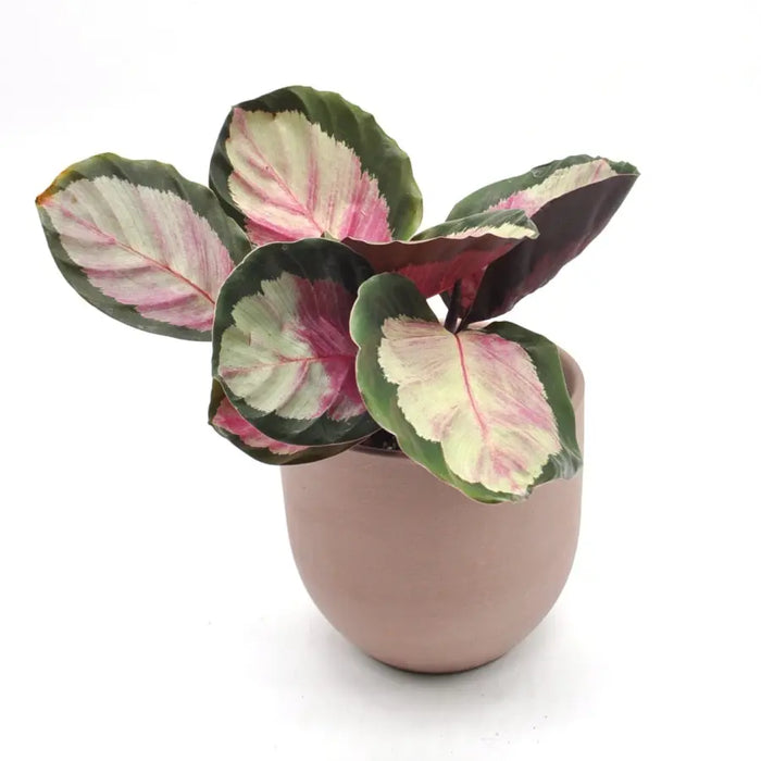 Calathea Rosy