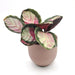 Calathea Rosy