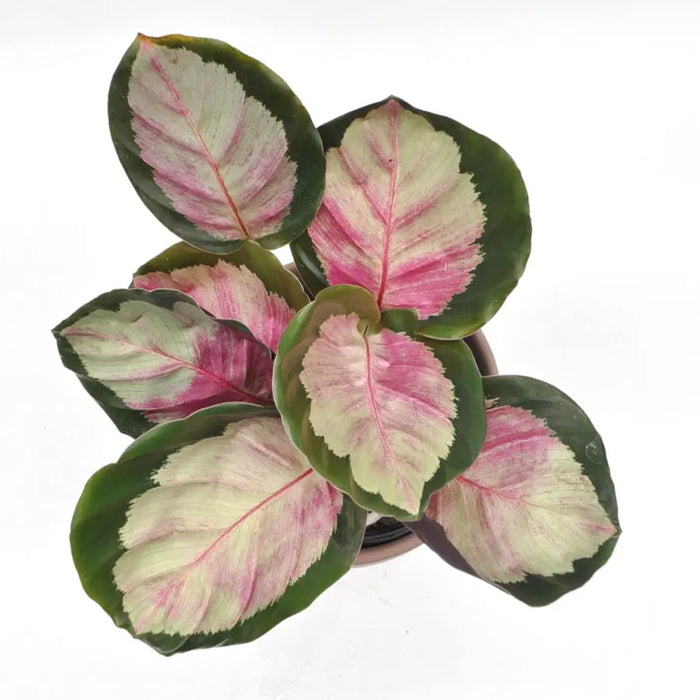 Calathea Rosy