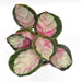 Calathea Rosy
