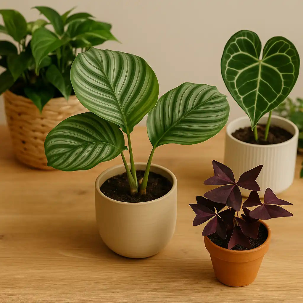 A collection of four potted houseplants, including a patterned Calathea Orbifolia, a heart-shaped Anthurium, a classic Pothos, and a purple Oxalis, suitable for indoor decor.