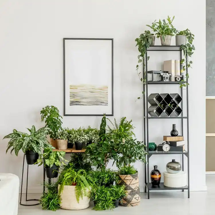 Collection of indoor plants arranged with a metal shelf unit and framed wall art.