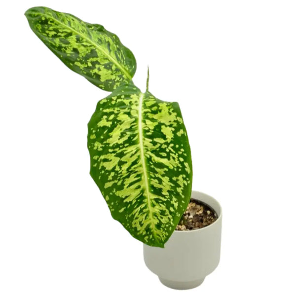 dieffenbachia seguine reflector Dieffenbachia Reflector – Bold Foliage with a Striking Pattern — Green My  Space