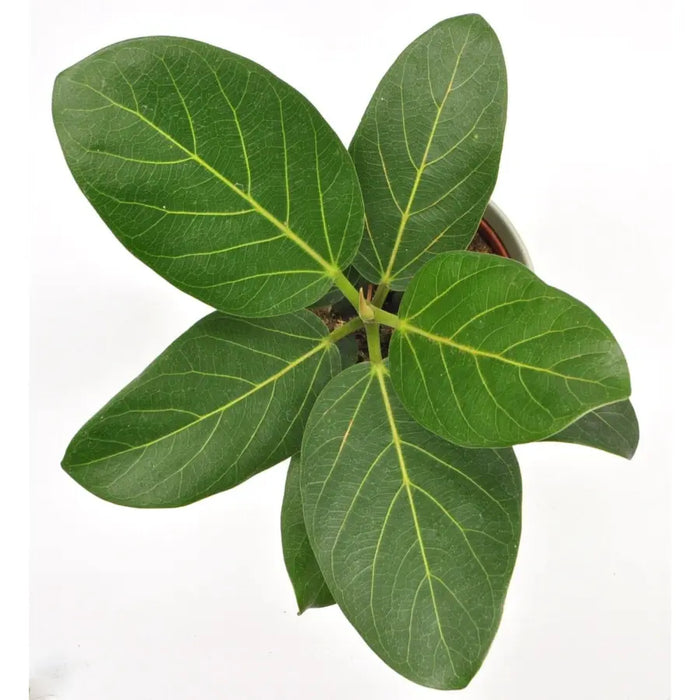ficus audrey australia Ficus Audrey – Easy-Care Indoor Plant with Velvety Green Leaves — Green My Space