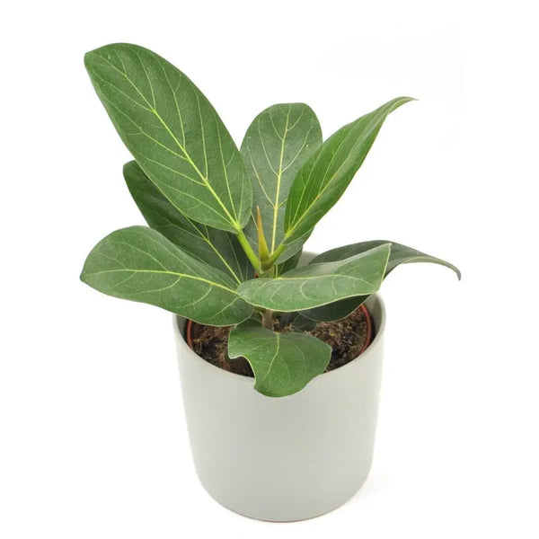 buy ficus audrey australia Ficus Audrey – Easy-Care Indoor Plant with Velvety Green Leaves — Green My  Space