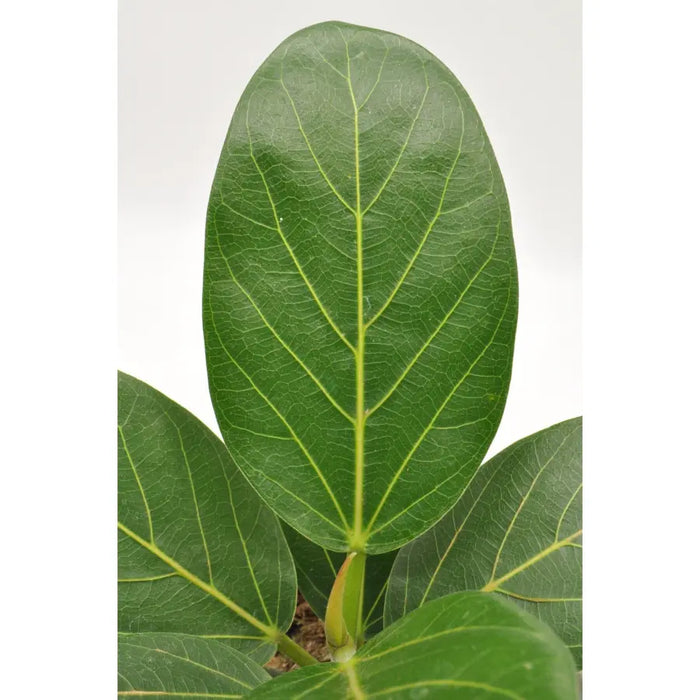 buy ficus audrey australia Ficus Audrey – Easy-Care Indoor Plant with Velvety Green Leaves — Green My Space