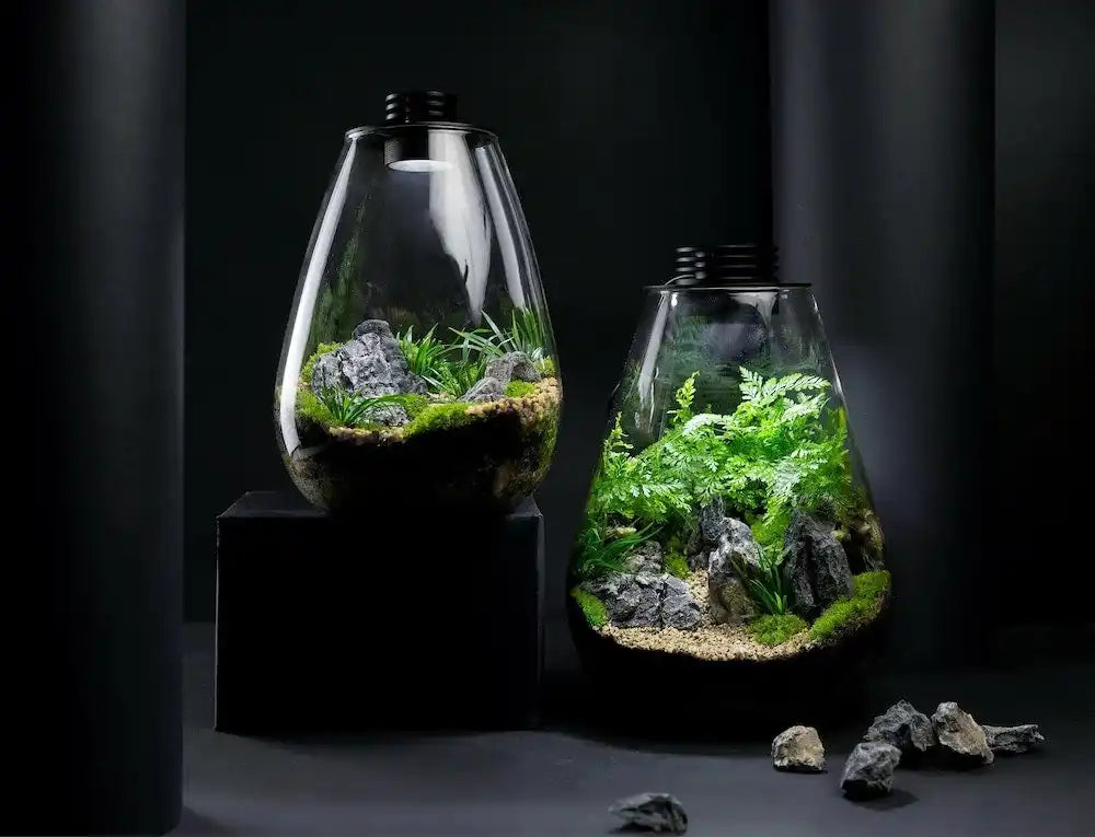 Glass terrariums filled with moss, rocks, and small plants.