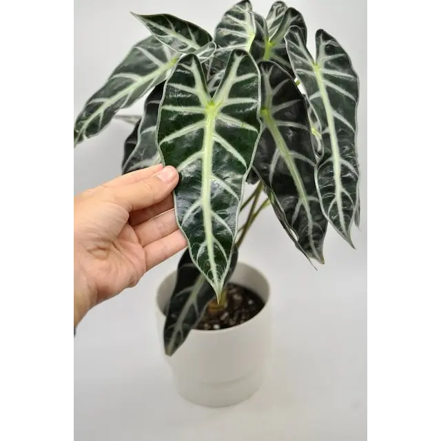 Alocasia bambino - indoor plant