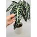 Alocasia bambino - indoor plant