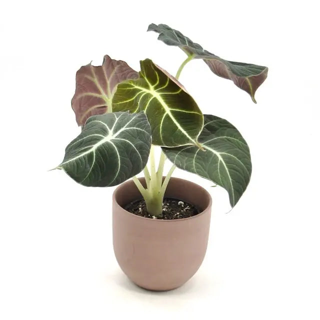 Alocasia Black Velvet - indoor plant