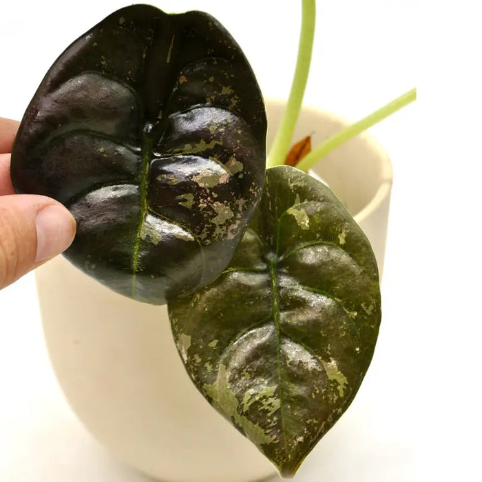 Alocasia Cuprea Variegata - indoor plant