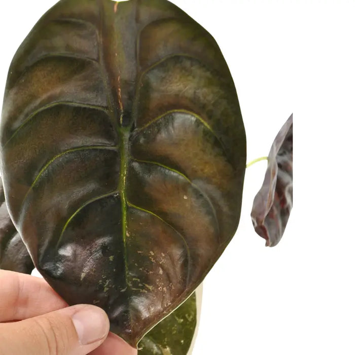 Alocasia Cuprea Variegata - indoor plant