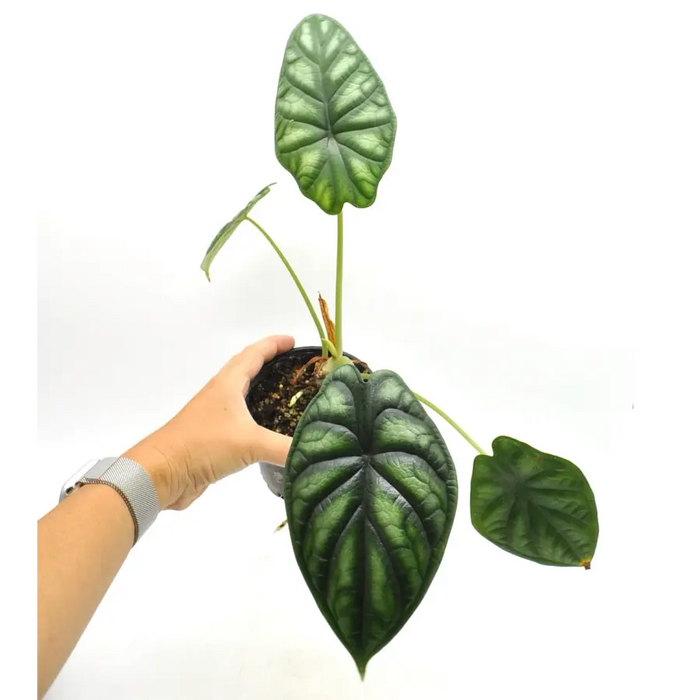 Alocasia Dragon scale - indoor plant