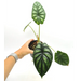 Alocasia Dragon scale - indoor plant