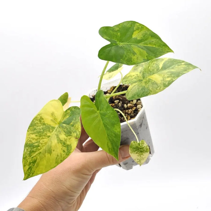 Alocasia Gageana Variegata Aurea - indoor plant