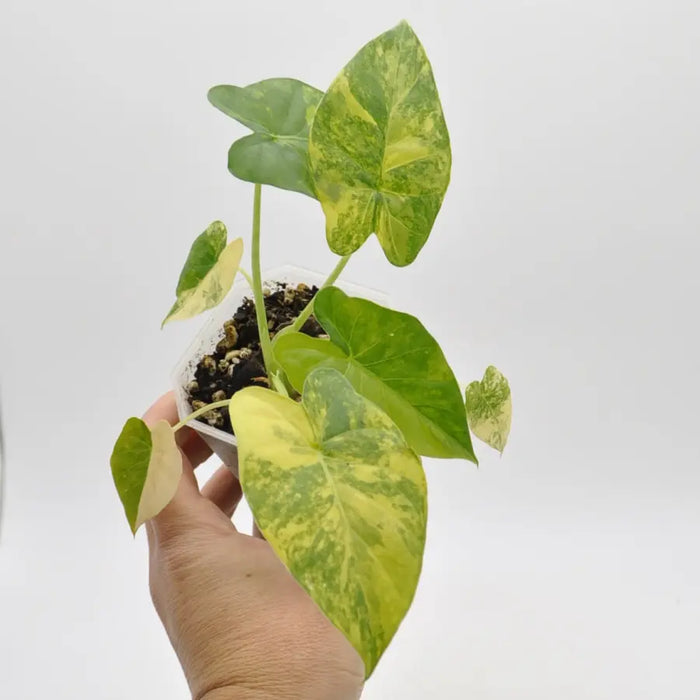 Alocasia Gageana Variegata Aurea - indoor plant