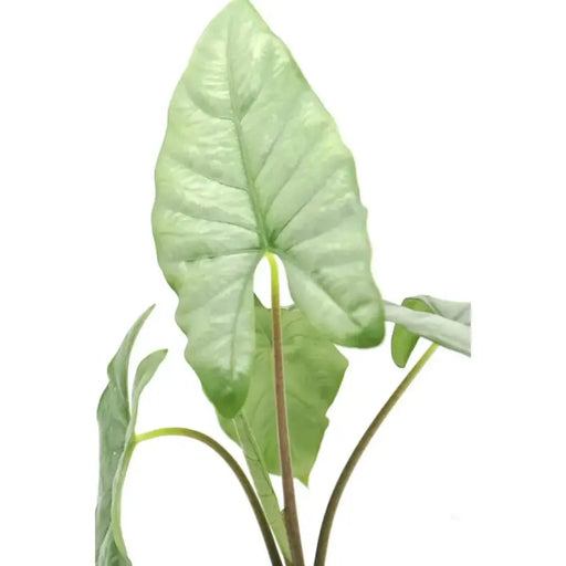 Alocasia Heterophylla 'Corazon'