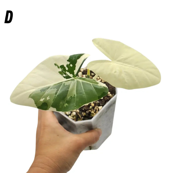 Alocasia Macrorrhiza Variegata - D - indoor plant