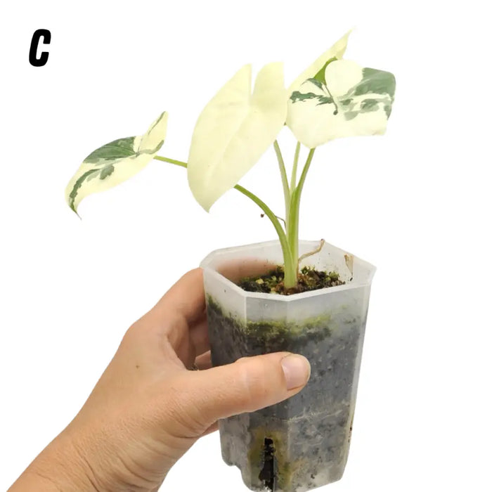 Alocasia Macrorrhiza Variegata - indoor plant