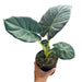 Alocasia ’Regal Shield - indoor plant