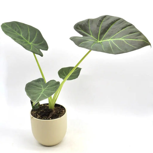 Alocasia ’Regal Shield - indoor plant