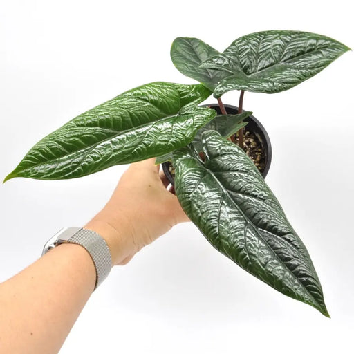 Alocasia Scalprum - indoor plant