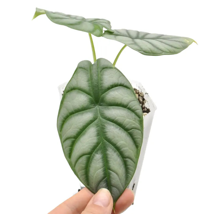 Alocasia Silver Dragon - indoor plant
