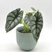 Alocasia Silver Dragon - indoor plant