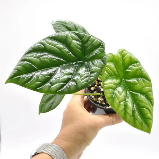 Alocasia Sinuata - indoor plant
