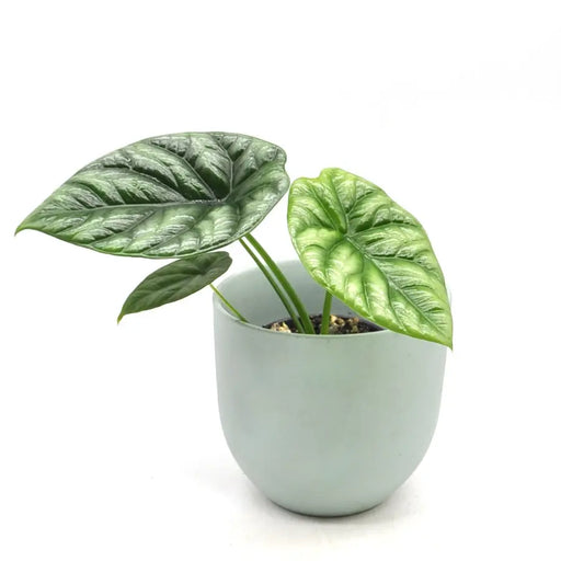 Alocasia Sinuata - indoor plant