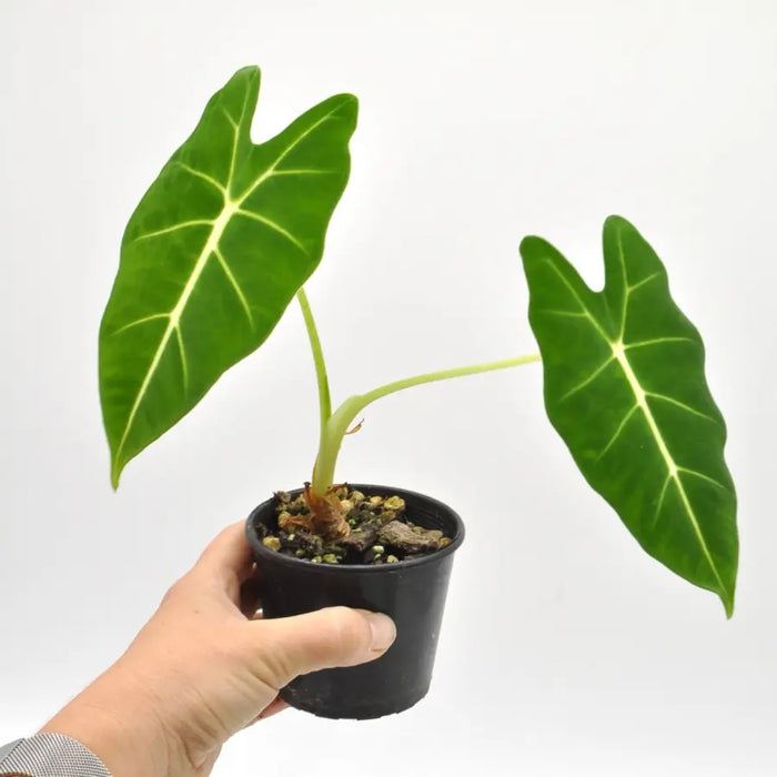 Alocasia green deals