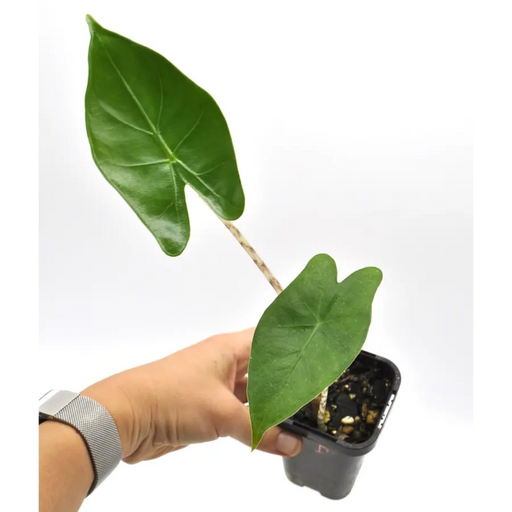 Alocasia zebrina - indoor plant