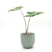 Alocasia zebrina ’Sarian’ - indoor plant