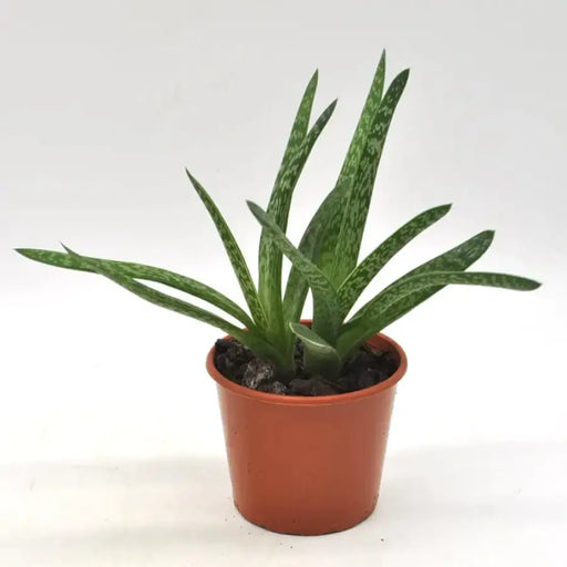 Aloe sp. 1