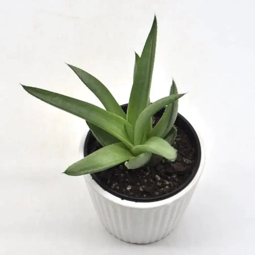 Aloe sp. 2