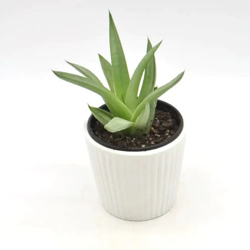 Aloe sp. 2