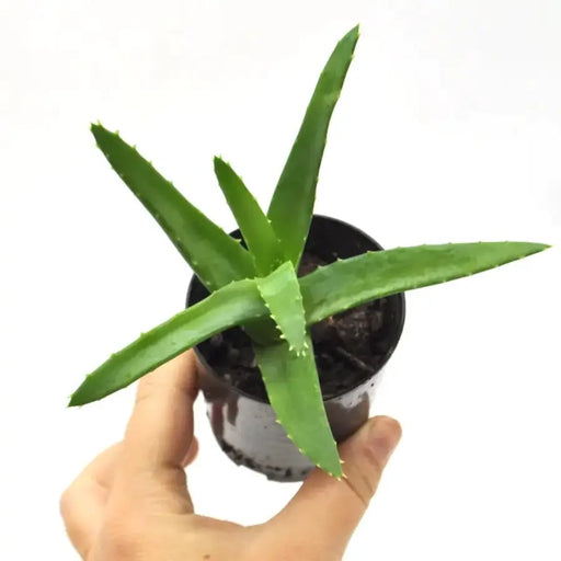 Aloe sp. 3
